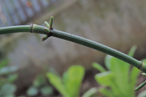Equisetum sp.